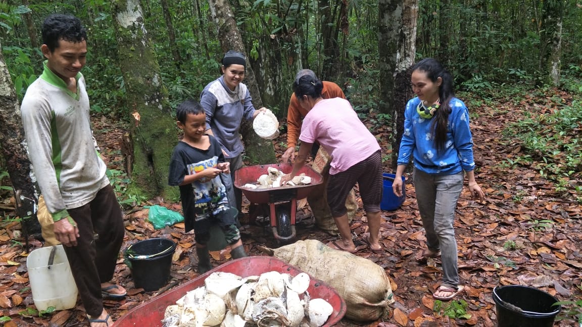 Petani Kotim Berharap Harga Karet Kembali Seperti Tahun 2009