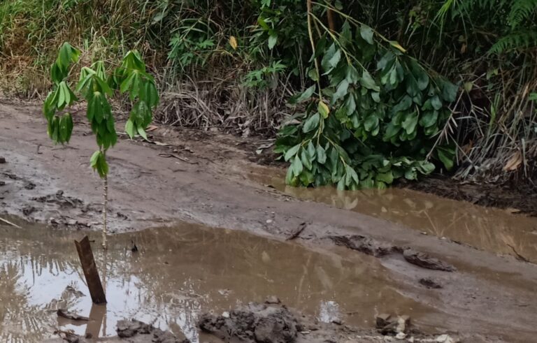 KECEWA!! Warga Tanami Singkong di Jalan Menuju Terantang
