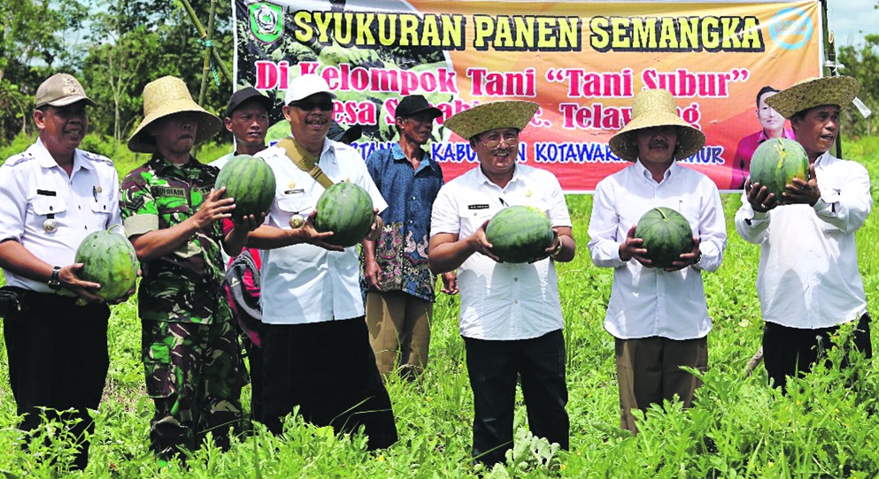 Hasil Panen Petani Semangka Di Kotim Melimpah