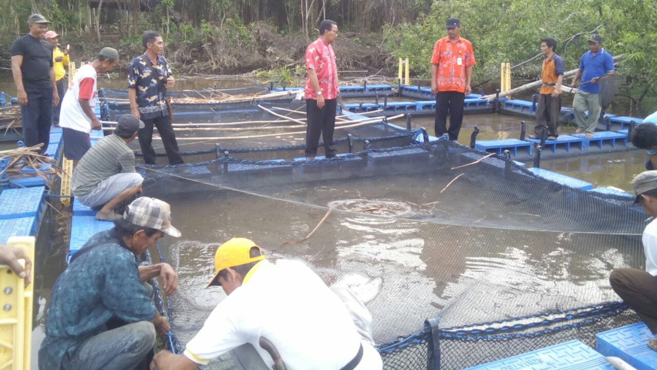 150 Ribu Bibit Ikan Diserahkan Kepada Dinas Perikanan Kotim