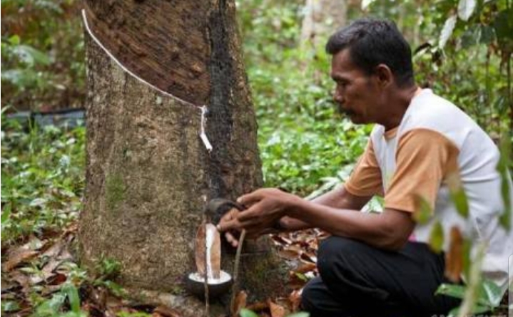 Harga Karet Mulai Naik Petani Gembira Harga Karet Mulai Naik Petani Gembira