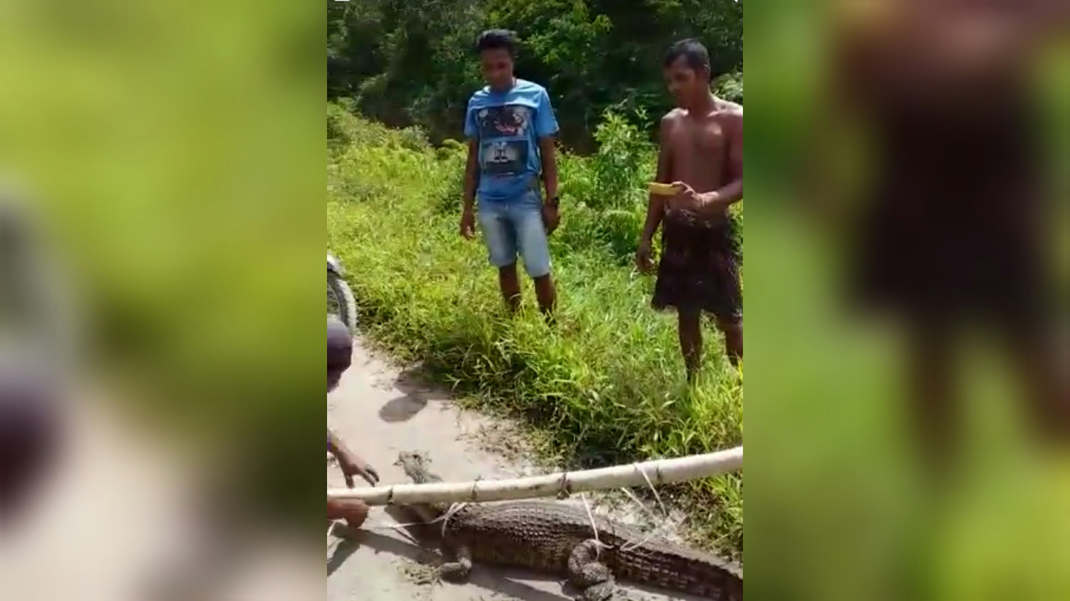 Hindari Ancaman Buaya, Masyarakat Perlu Direlokasi Hindari Ancaman Buaya, Masyarakat Perlu Direlokasi