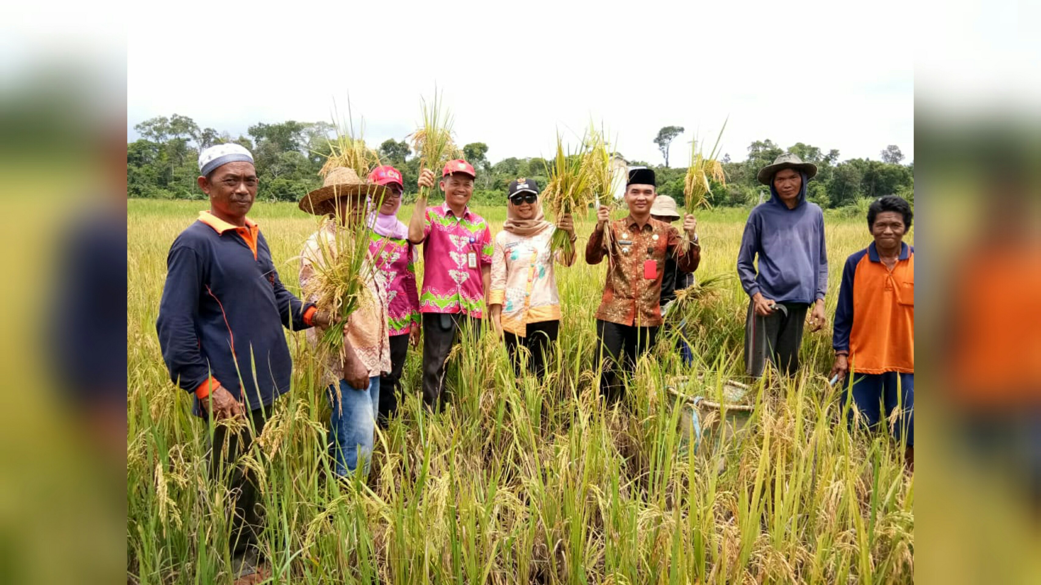 Kecamatan Seranau Gelar Panen Raya
