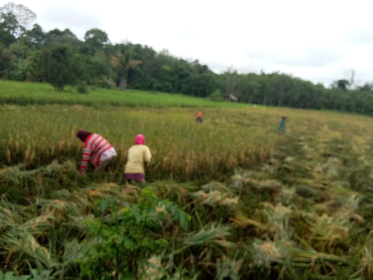 Dinas Pertanian Diminta Kembangkan Program UPPO