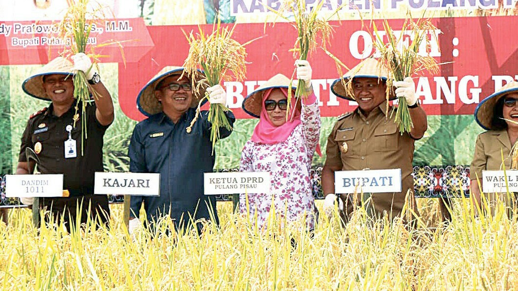 Panen Perdana Padi Organik