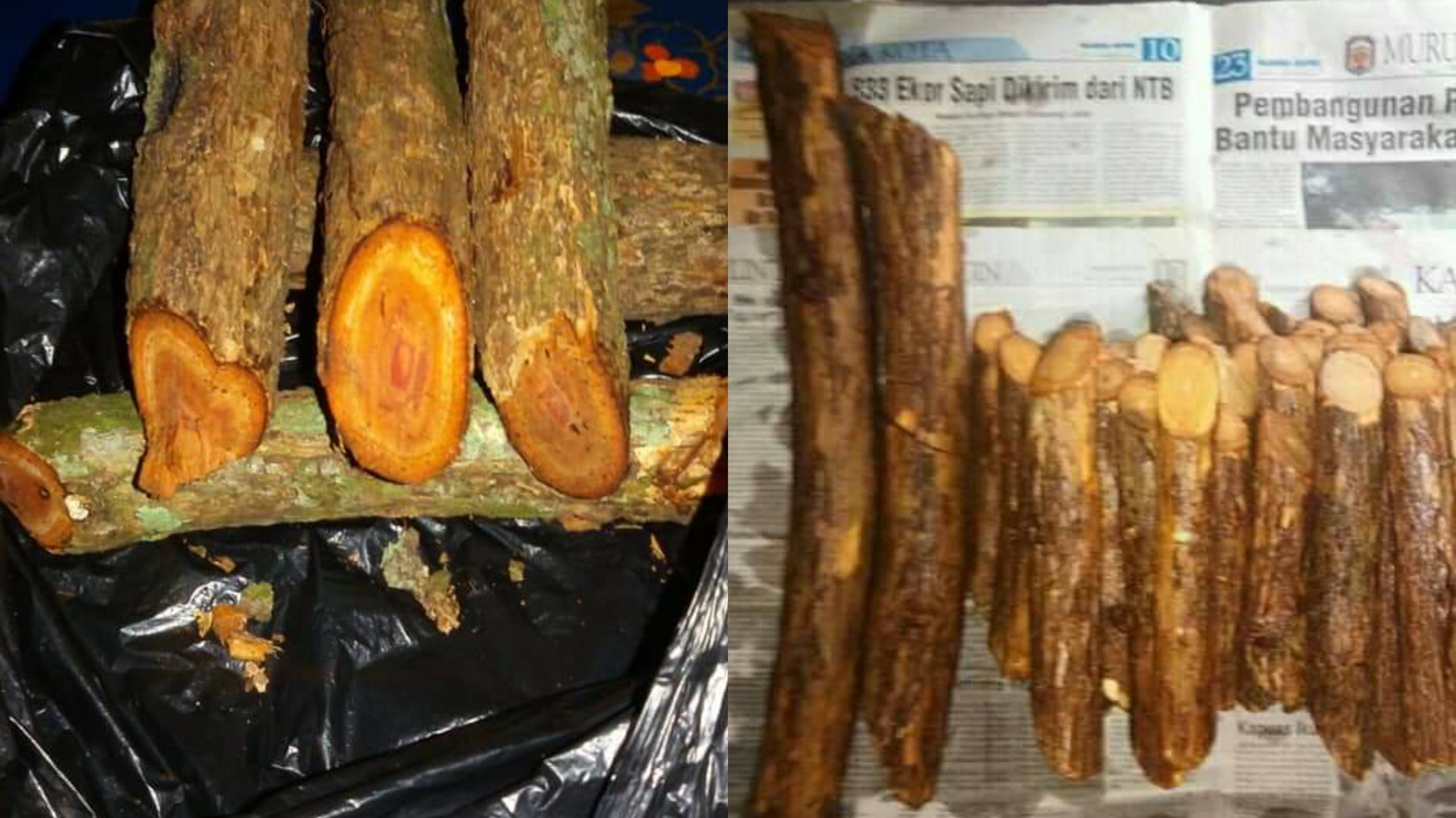 BPOM Larang Penjualan Bajakah