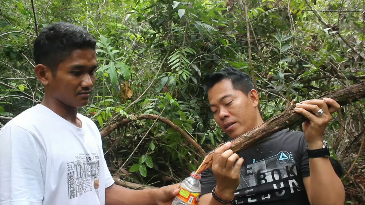 Akar Bajakah Mesti Dibudidayakan