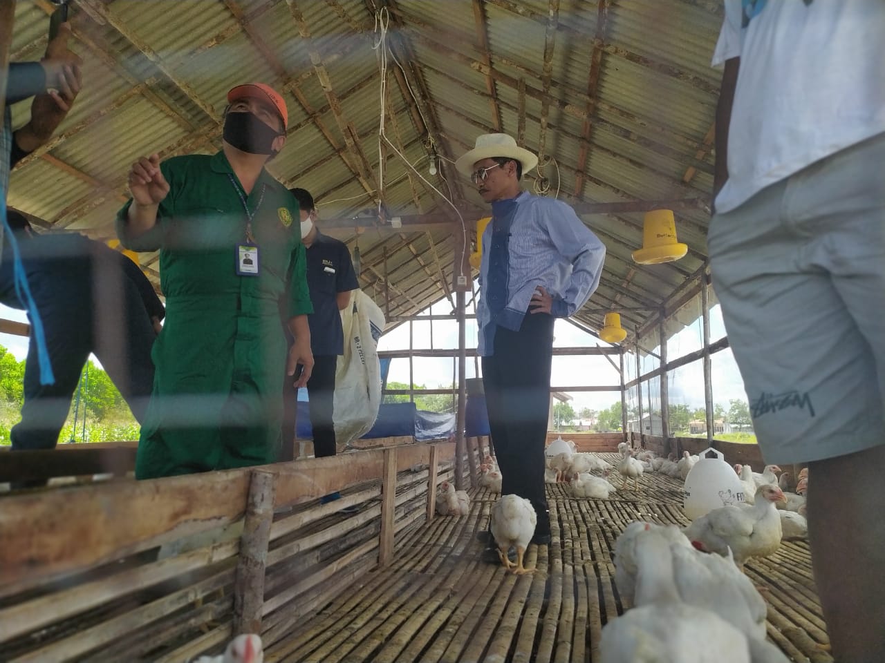 Ternyata Ini Tujuan UPR Panen Ratusan Ayam Pedaging