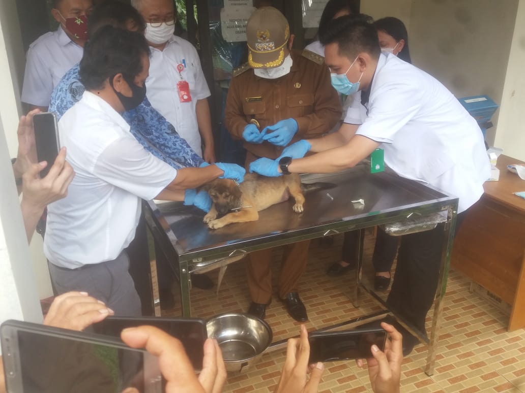 Hewan Peliharaan di Bartim Diminta Ikuti Vaksin Rabies