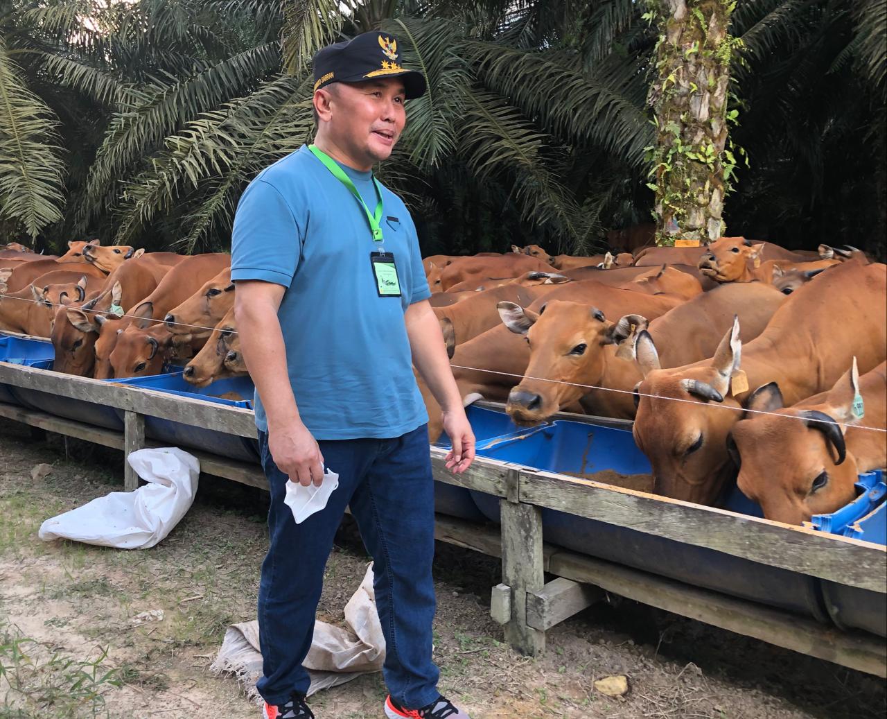 Pemprov Kalteng Bakal Bagikan 300 Sapi Kurban
