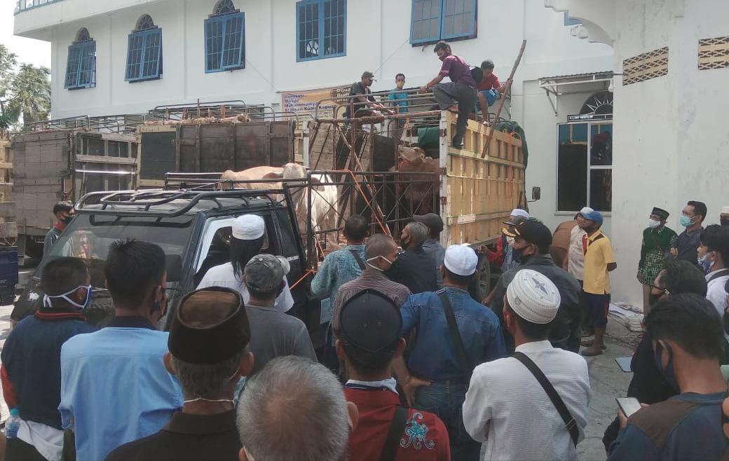 Pemprov Kalteng Salurkan 38 Ekor Sapi Kurban di Kapuas Pemprov Kalteng Salurkan 38 Ekor Sapi Kurban di Kapuas