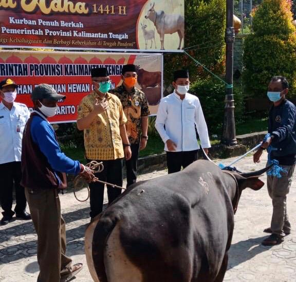 Sejumlah Kabupaten/Kota Sudah Terima Bantuan Sapi Kurban Pemprov Kalteng