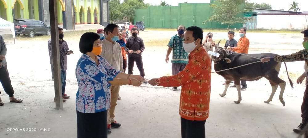 Gunung Mas Kebagian Tujuh Sapi Kurban Bantuan Pemrov Kalteng