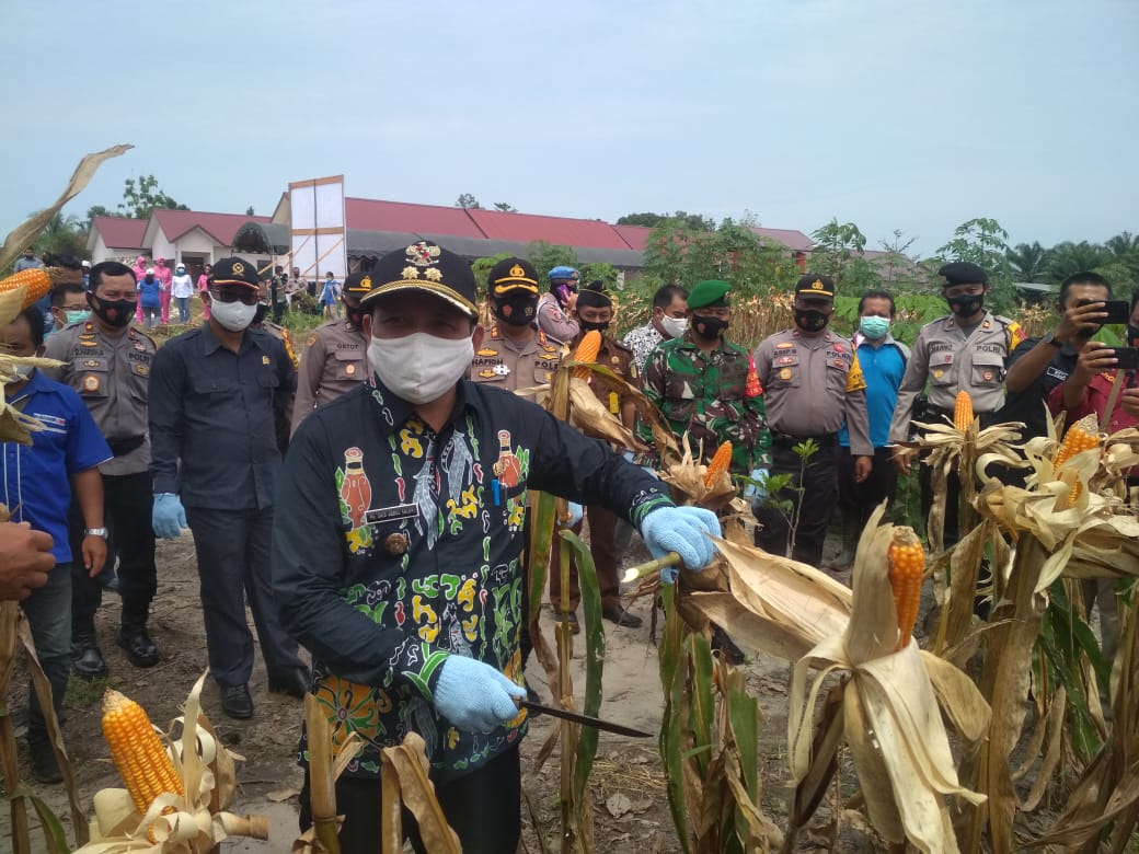 Ikut Panen Jagung, Wabup Bartim Sampaikan Ini