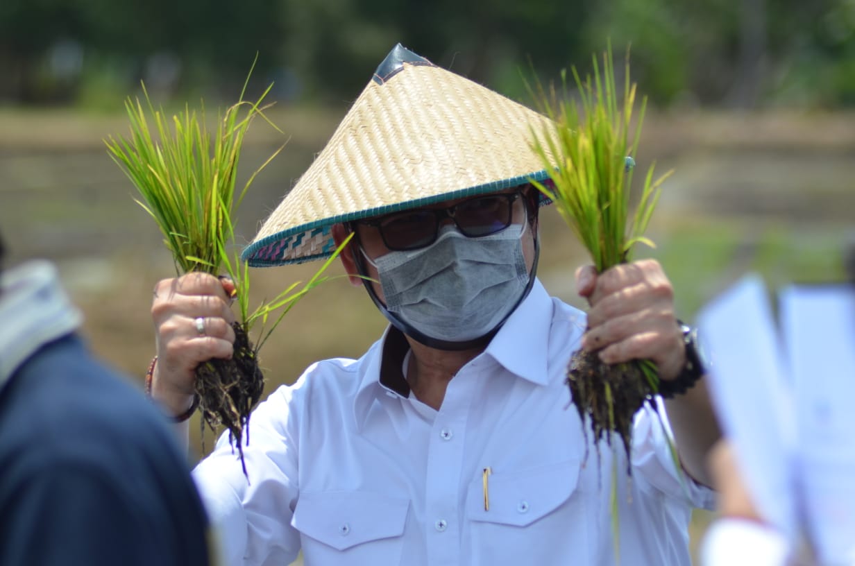 Kunjungi Pulang Pisau, Kepala BRG RI Tanam Padi Perdana