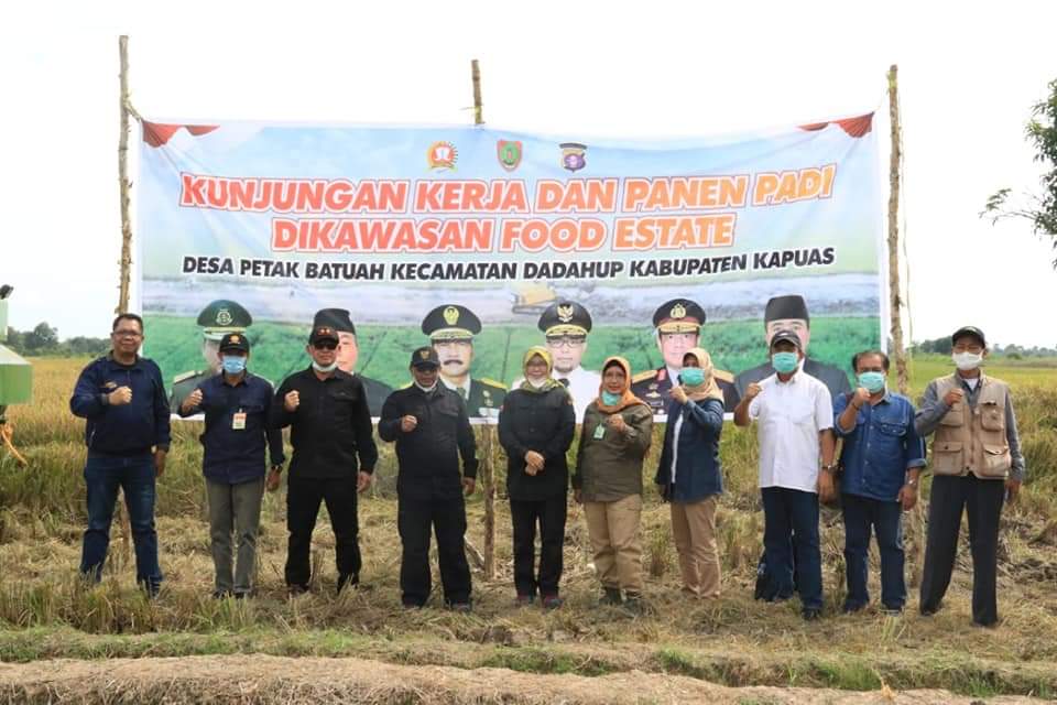 Habib Ismail Panen Padi di Desa Petak Batuah
