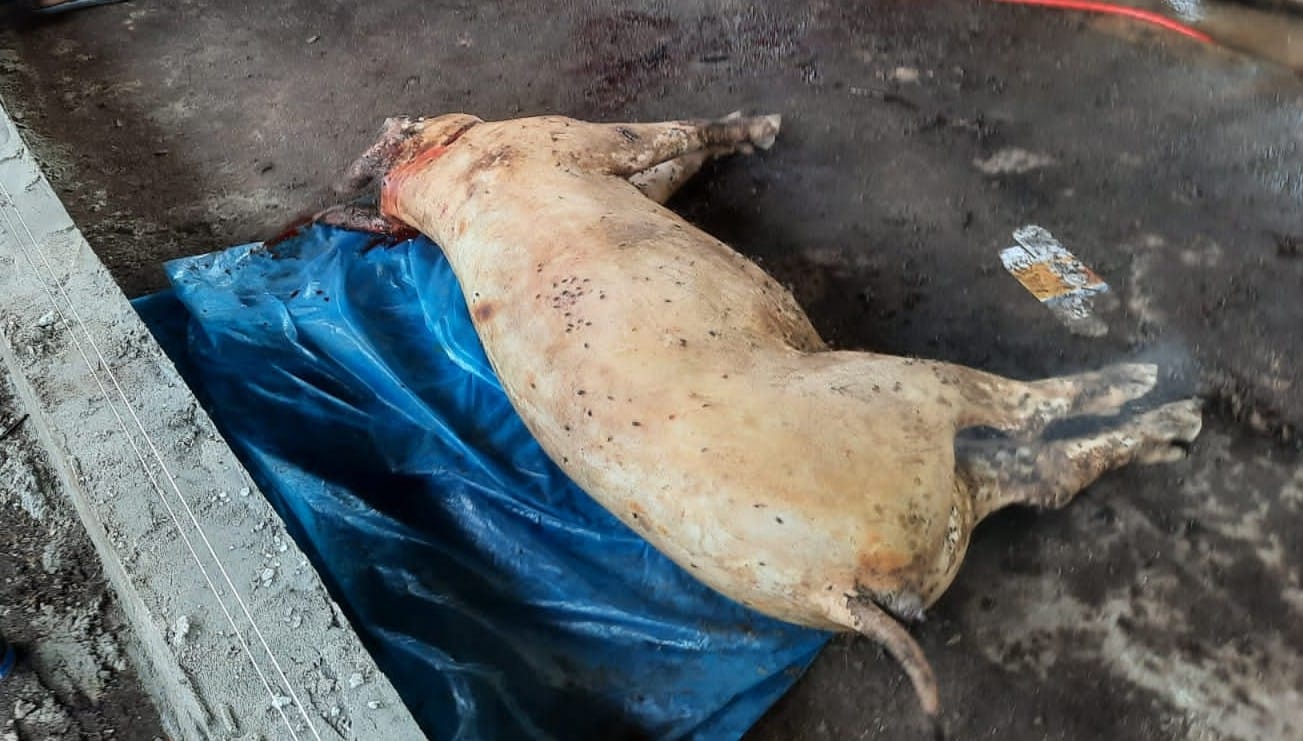 Babi Mati Karena Virus ASF Harus Dikubur