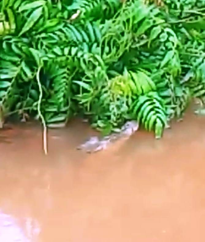 Heboh, Buaya Muncul di Desa Panarung Kuala Kapuas