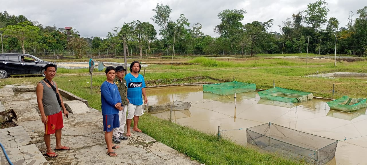Dongkrak Produktifitas, DKPP Gumas Ganti Indukan 3 Jenis Ikan