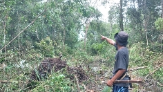 BKSDA Sampit Observasi Kemunculan Orangutan di Kelurahan Tanah Mas dan Baamang Hulu