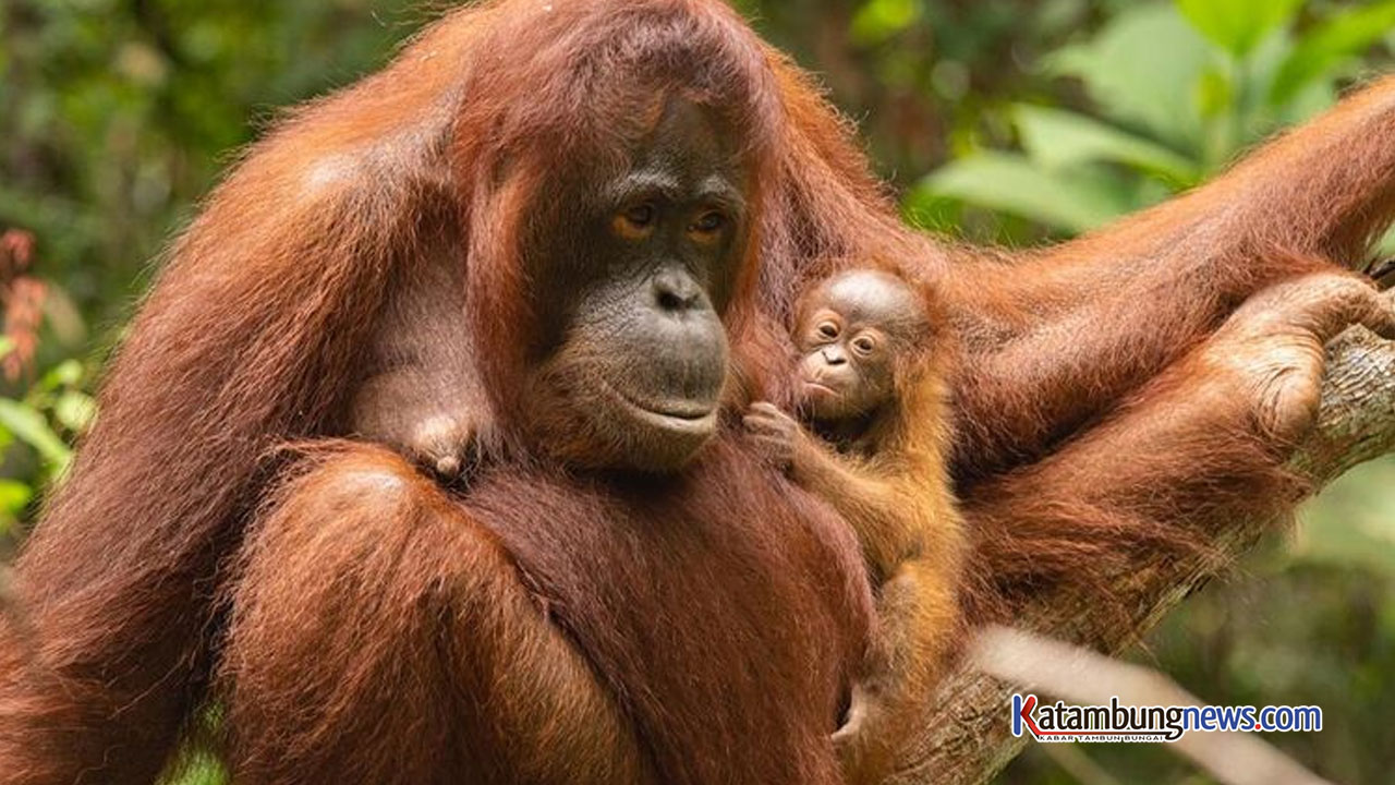 Dua Orangutan Muncul di Kotim, BKSDA Langsung Observasi
