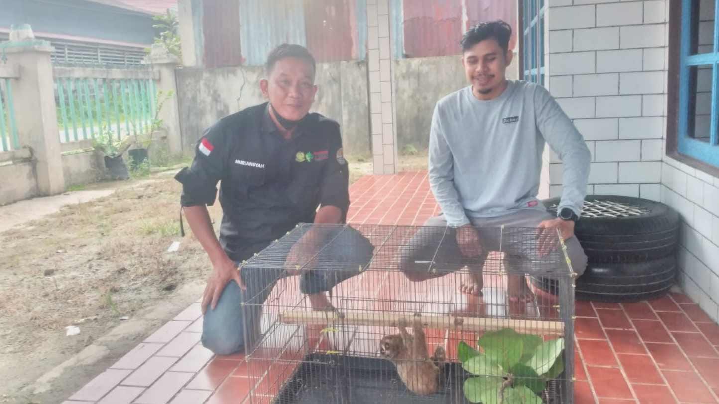 Pegawai Puskesmas Pundu Serahkan Seekor Kukang ke BKSDA