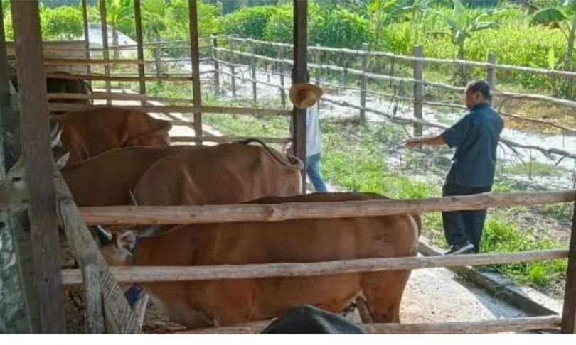 DKPP Kota Palangka Raya Himbau Pelaku Usaha Peternakan Taati Peraturan