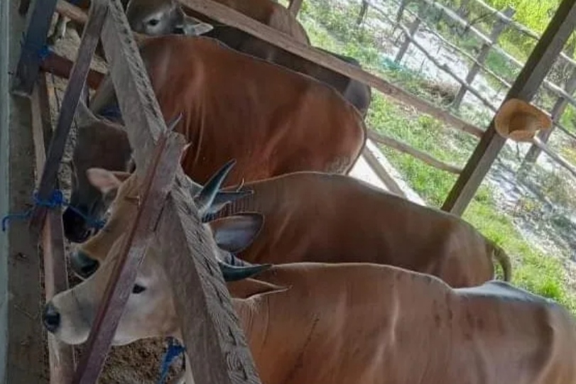 DKPP Pastikan Sebanyak 1.439 Hewan Kurban Lulus Uji Kesehatan