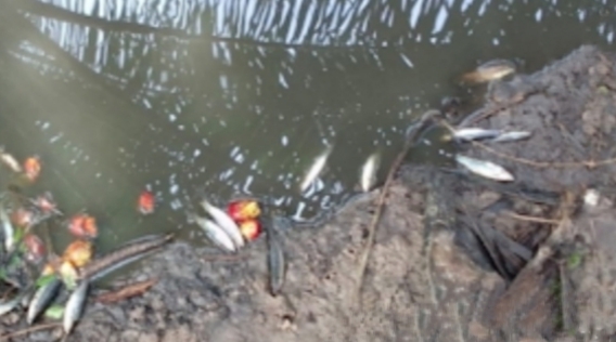 Limbah Beracun Cemari Sungai Lais, LSM GAB akan Lapor ke KLHK