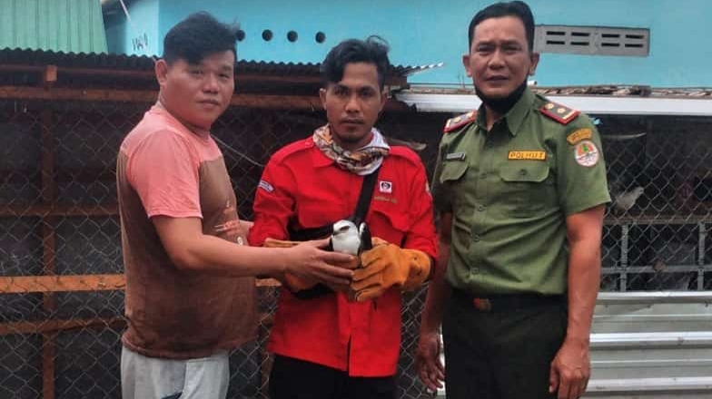 BKSDA Terima Seekor Elang Tikus dari Warga Sampit