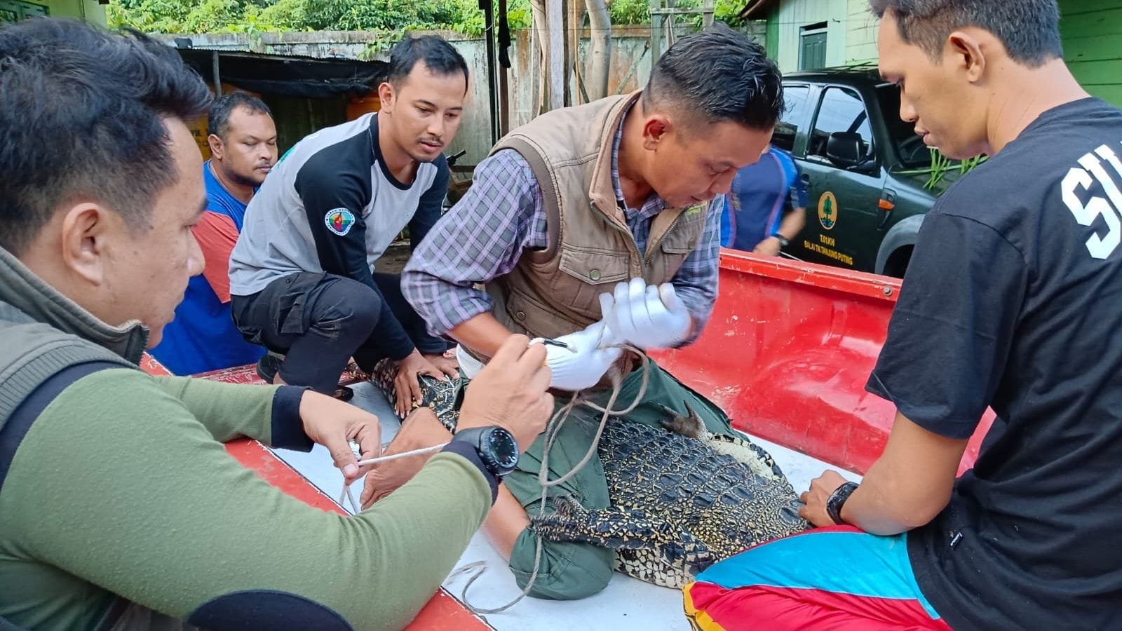 Sangkut Dijaring Nelayan, Seekor Buaya Diserahkan ke BKSDA Sampit