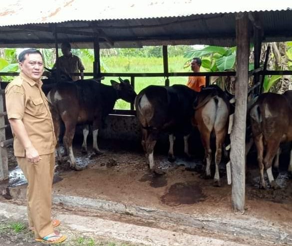 Menghadapi Idul Adha 1444 Hijriah, DPRD Minta Pengawasan Hewan Kurban Diperketat