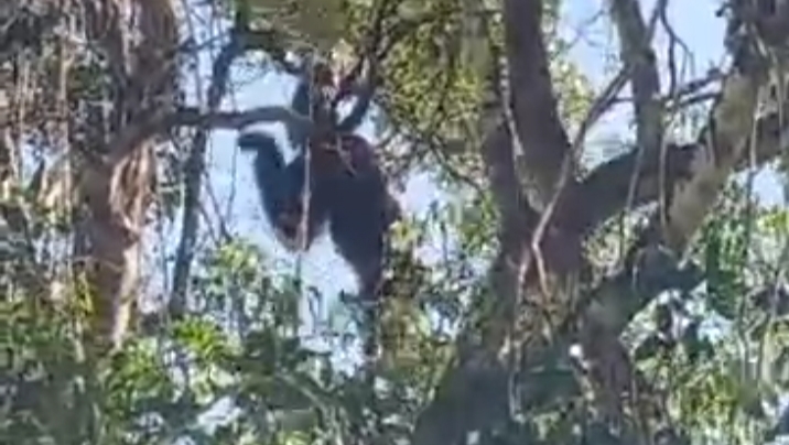 Orangutan Terlihat di Desa Batuah, BKSDA Sampit Lakukan Observasi
