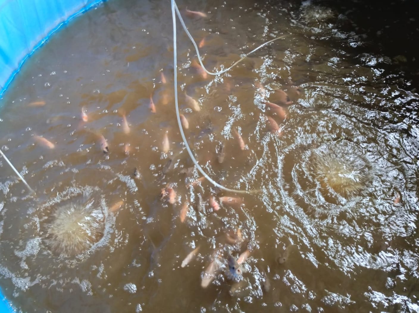 Bantuan Bibit Ikan Memberi Manfaat Ganda